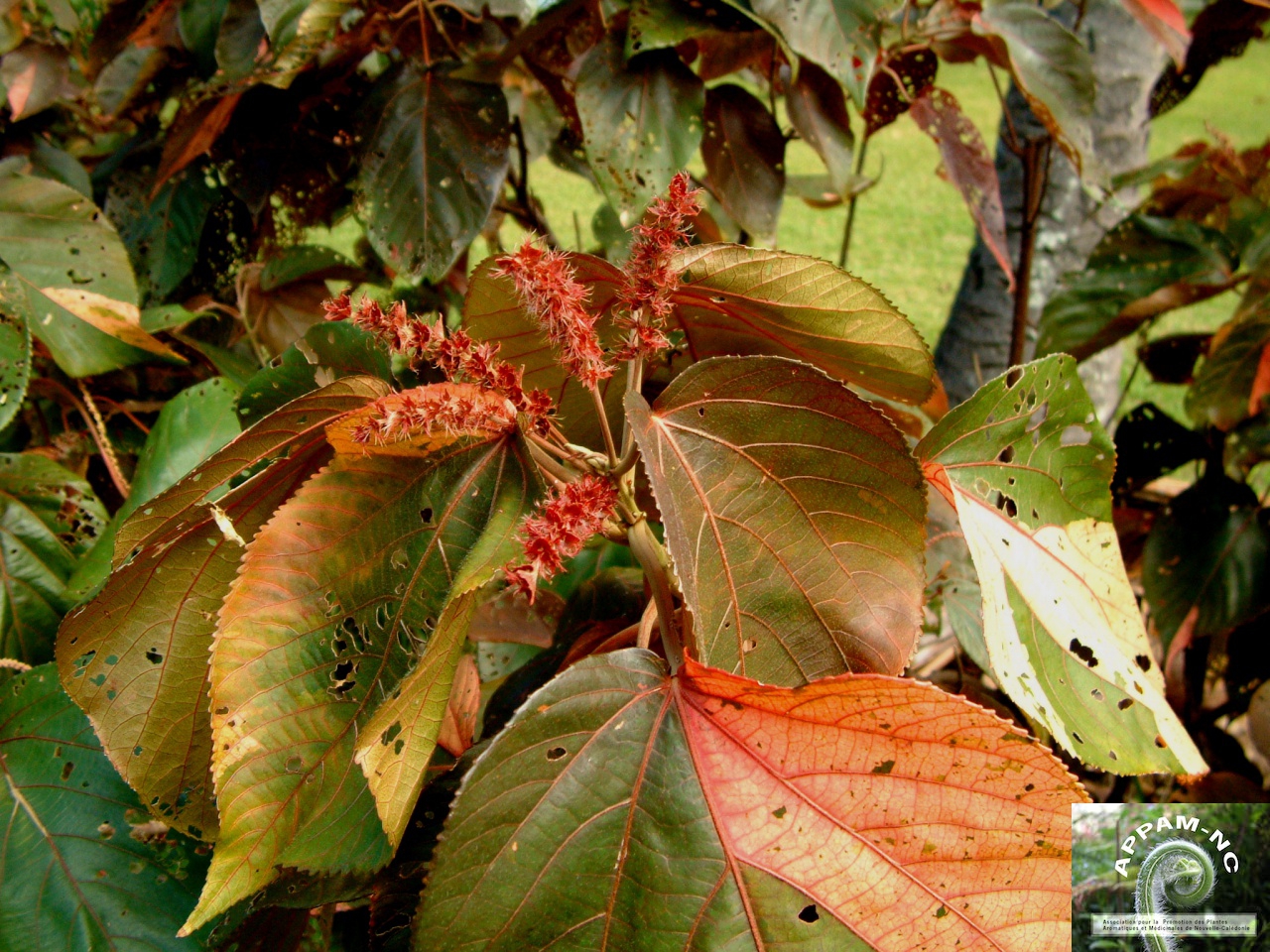 Acalypha wilkesiana Acalypha wilkesiana