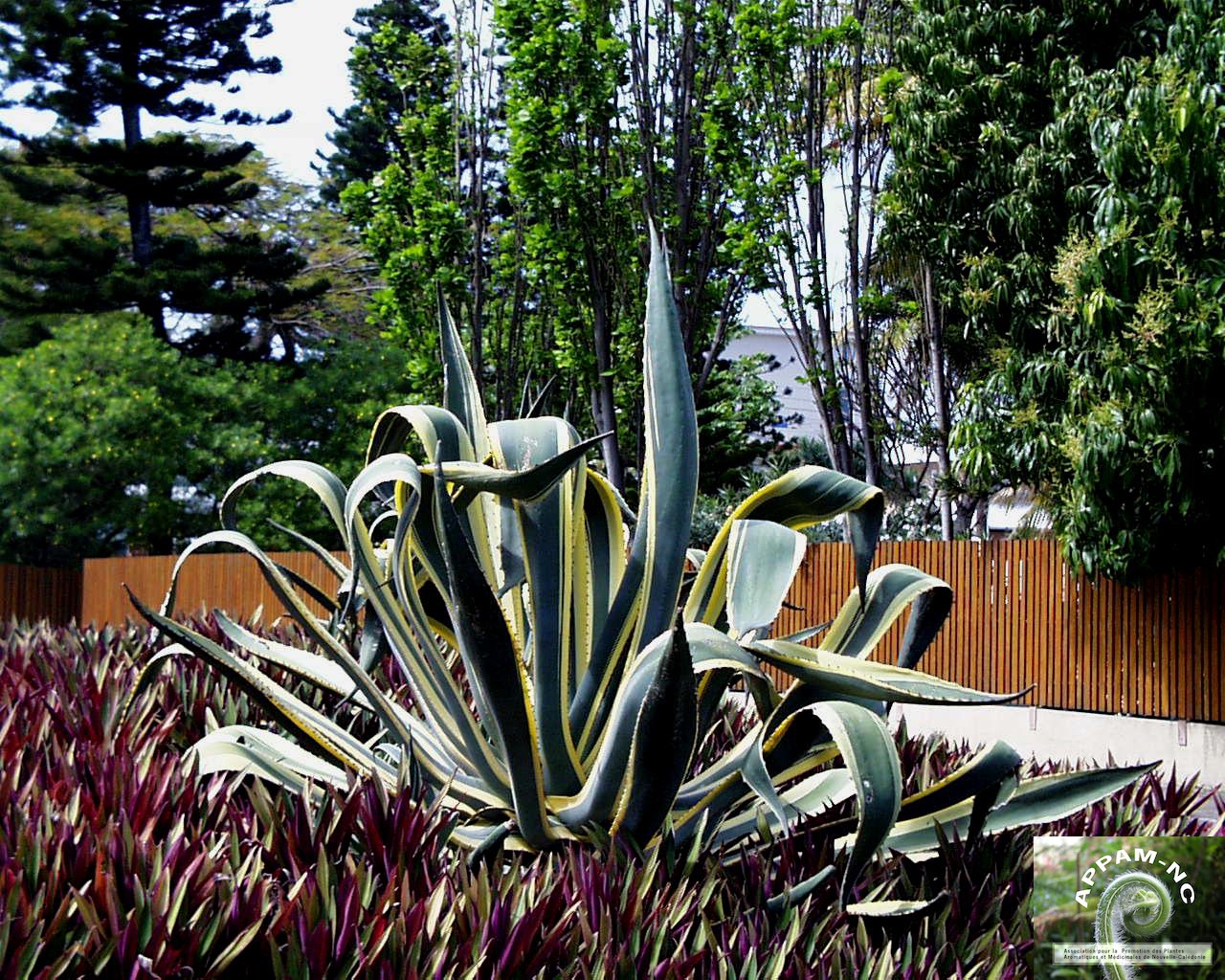 Agave americana Agave americana
