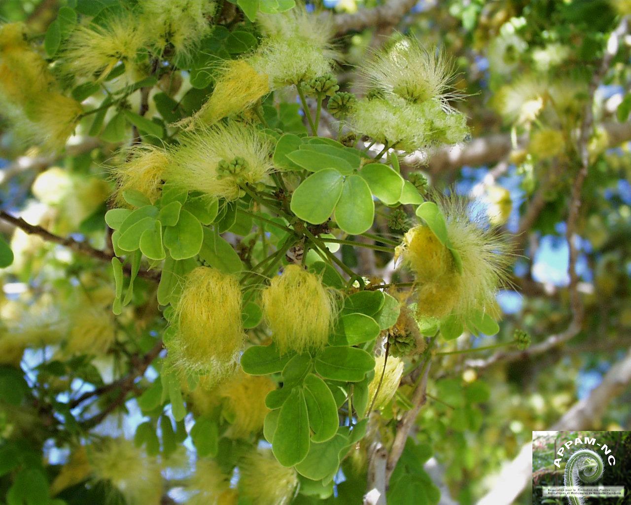 Albizia lebbeck Albizia lebbeck