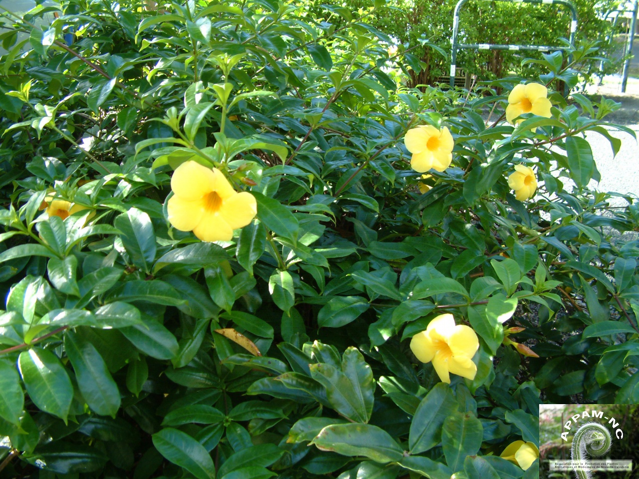 Allamanda cathartica Allamanda cathartica