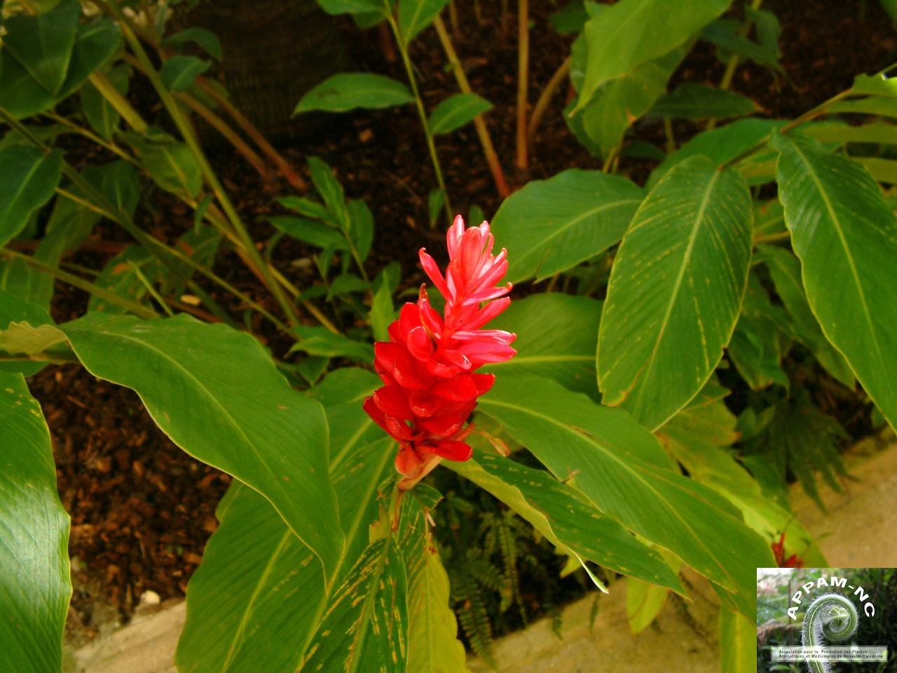 Alpinia purpurea Alpinia purpurea