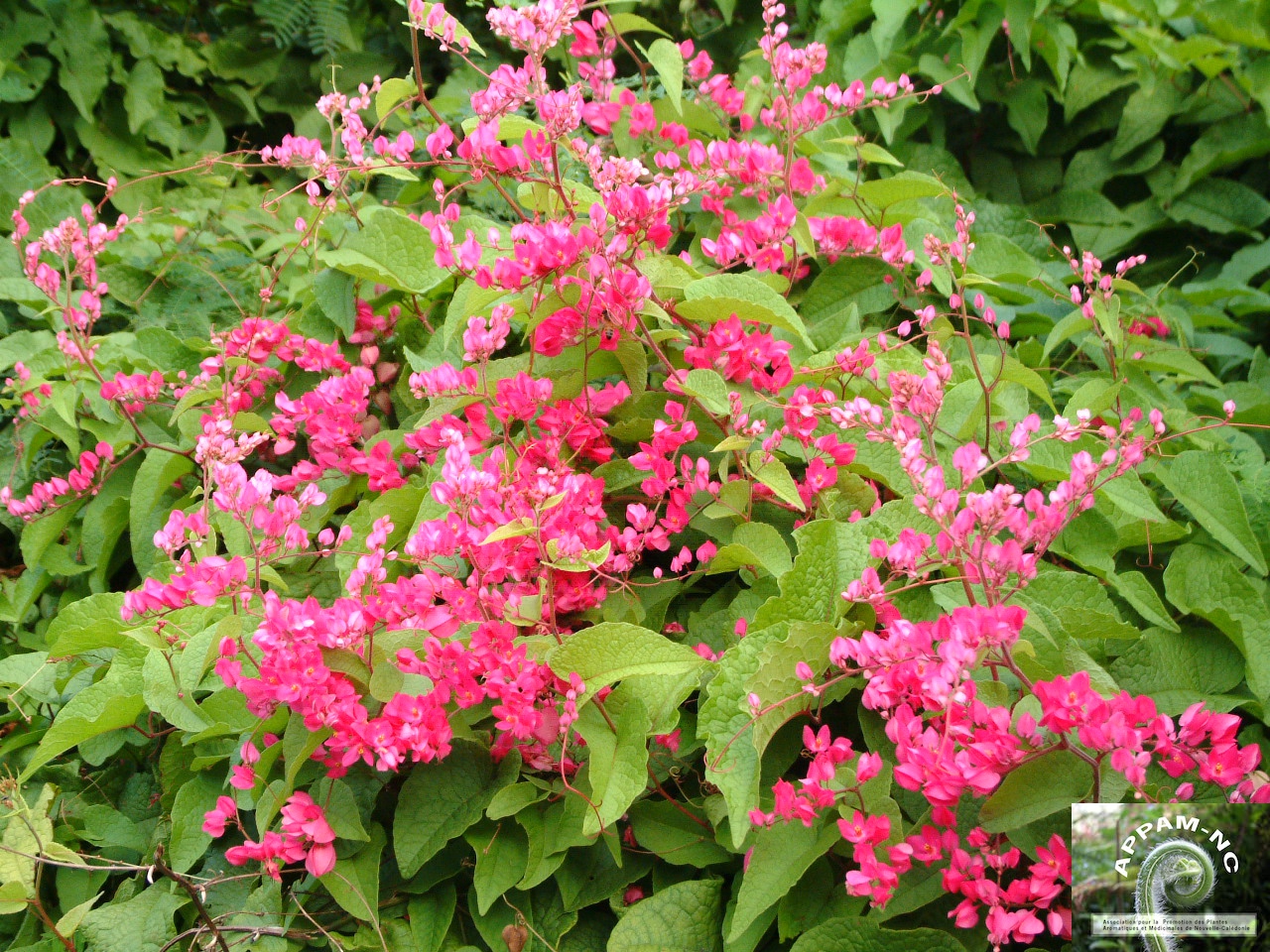 Antigonon leptopus Antigonon leptopus