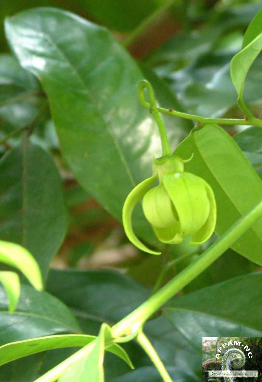 Artabotrys incinatus Artabotrys incinatus