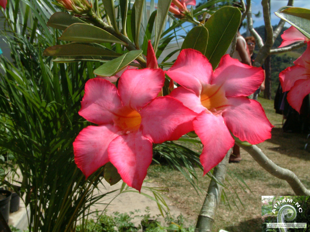 Adenium obesum Adenium obesum