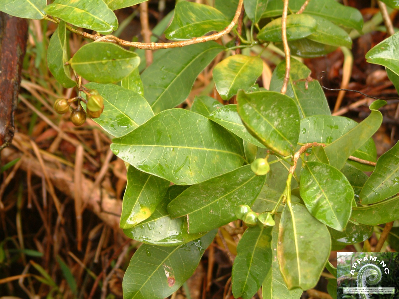 Acronychia laevis Acronychia laevis