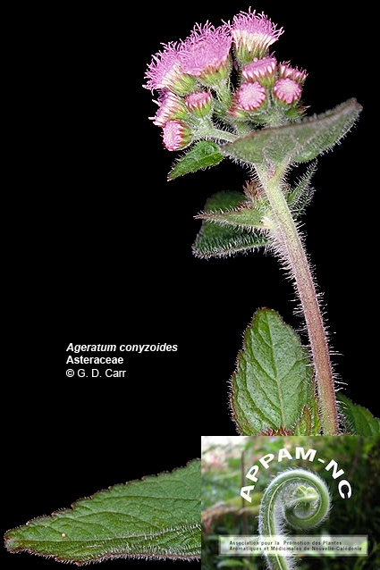 Ageratum conyzoides Ageratum conyzoides