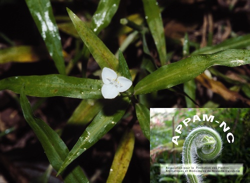 Aneilema neocaledonicum Aneilema neocaledonicum