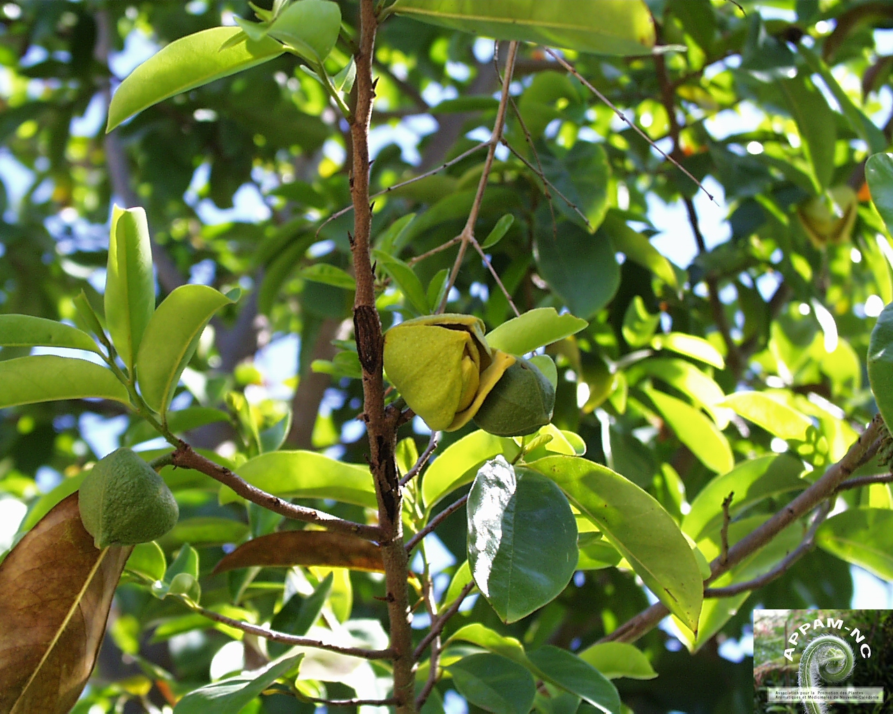 Annona muricata Annona muricata