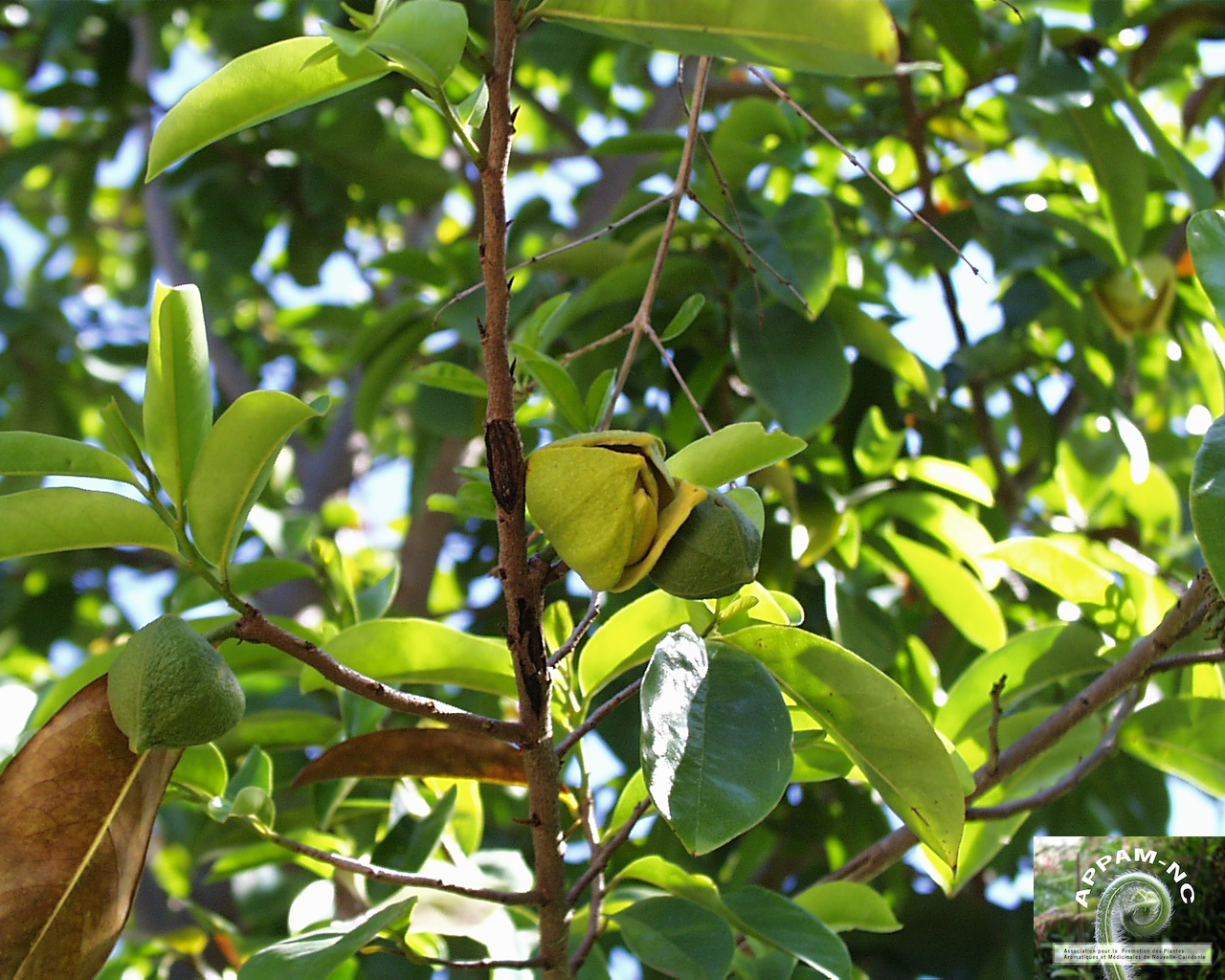 Annona muricata