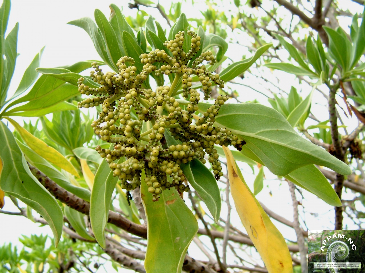 Heliotropium foertherianum Heliotropium foertherianum
