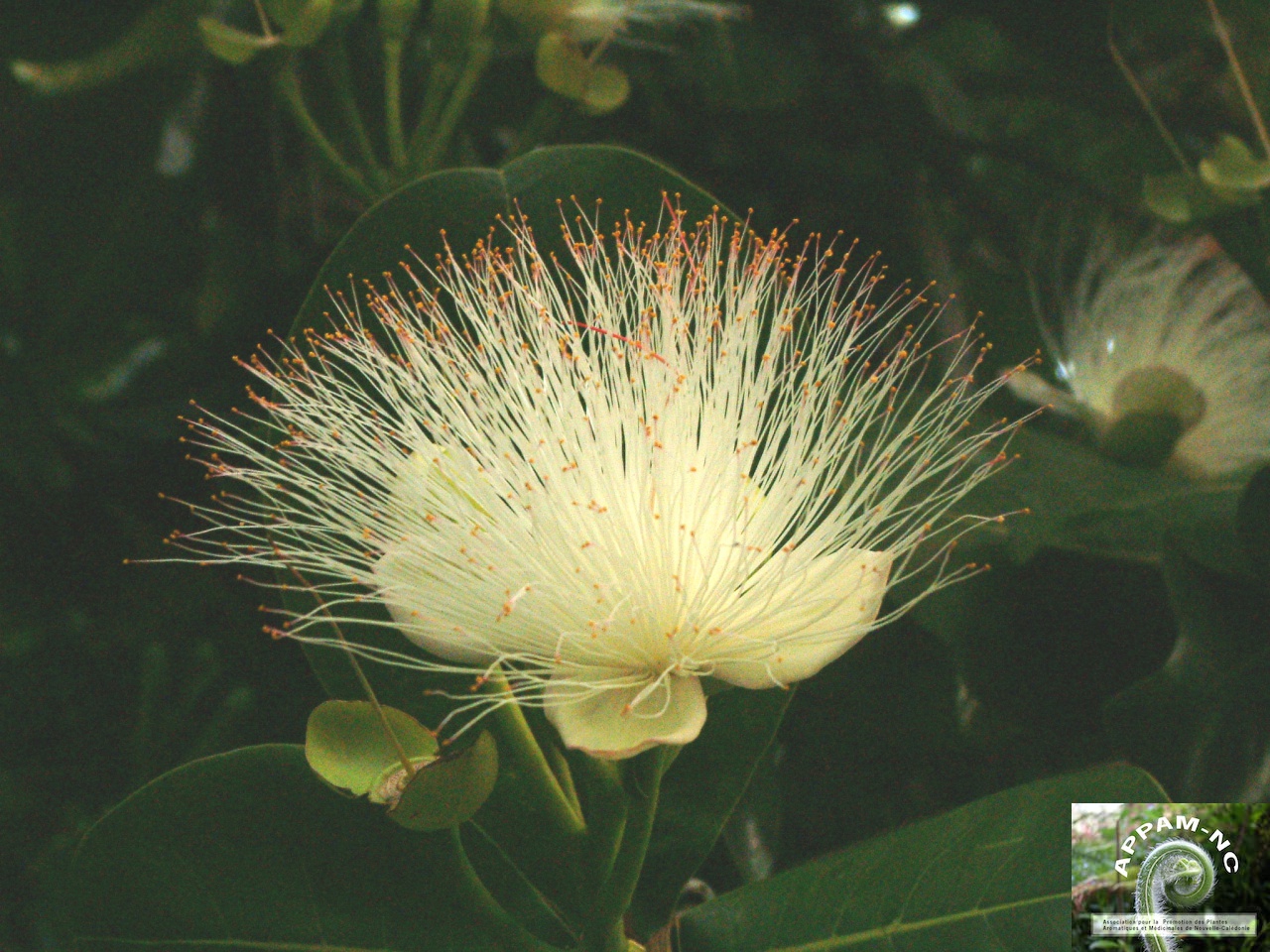 Barringtonia asiatica  Barringtonia asiatica