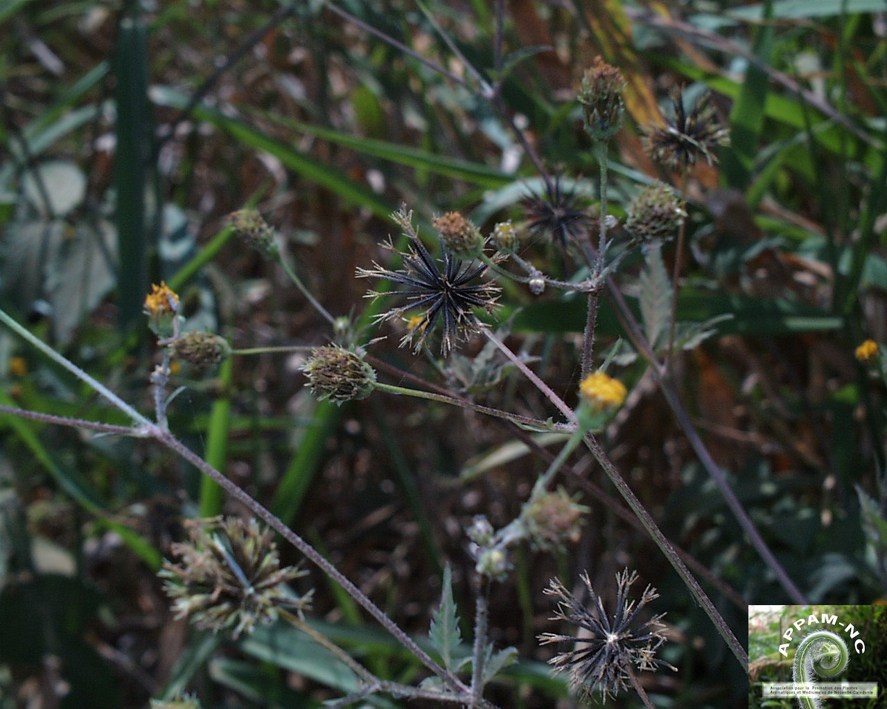 Bidens pilosa Bidens pilosa